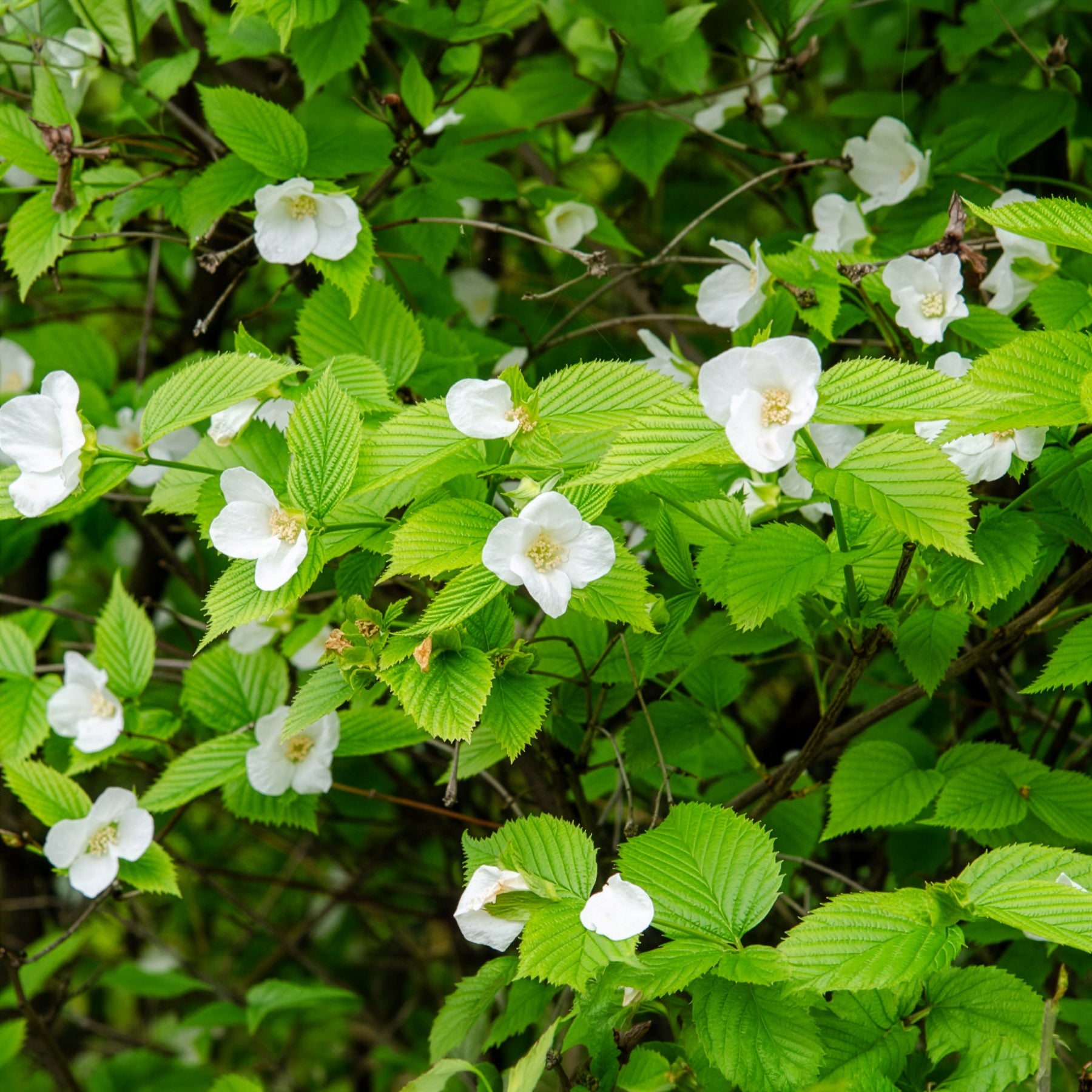 Vente Rhodotypos - Rhodotypos scandens