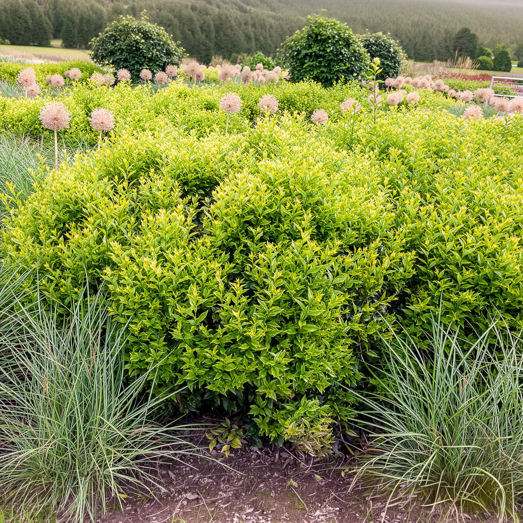 Vente Sarcocoque - Sarcococca confusa