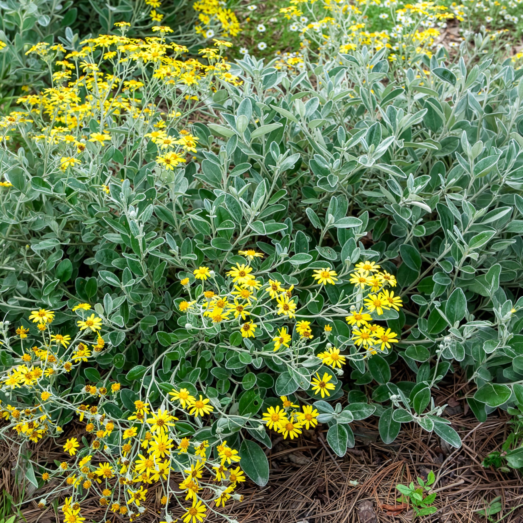 Séneçon Sunshine - Senecio greyi Sunshine - Willemse