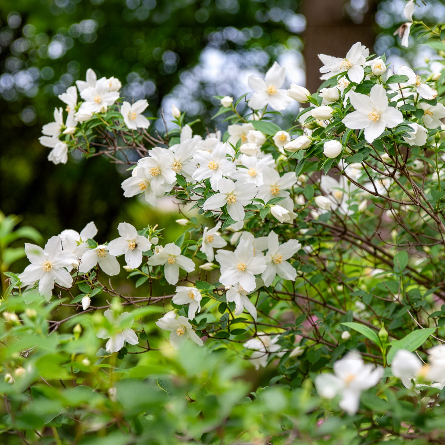 Philadelphus Silberregen - Seringat Silberregen - Seringats