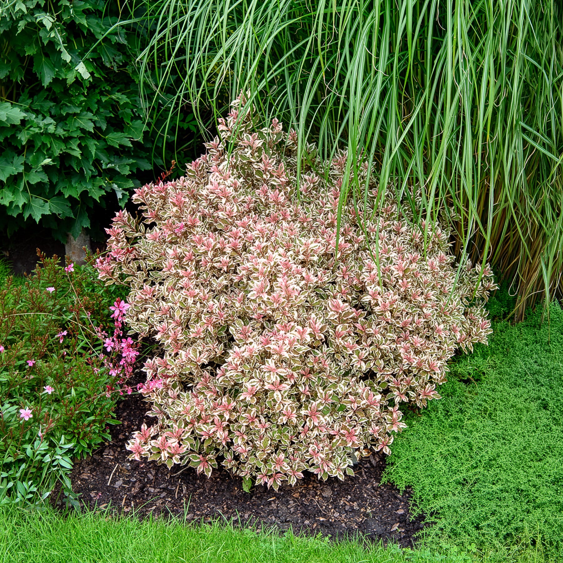 Weigélia Monet - Willemse