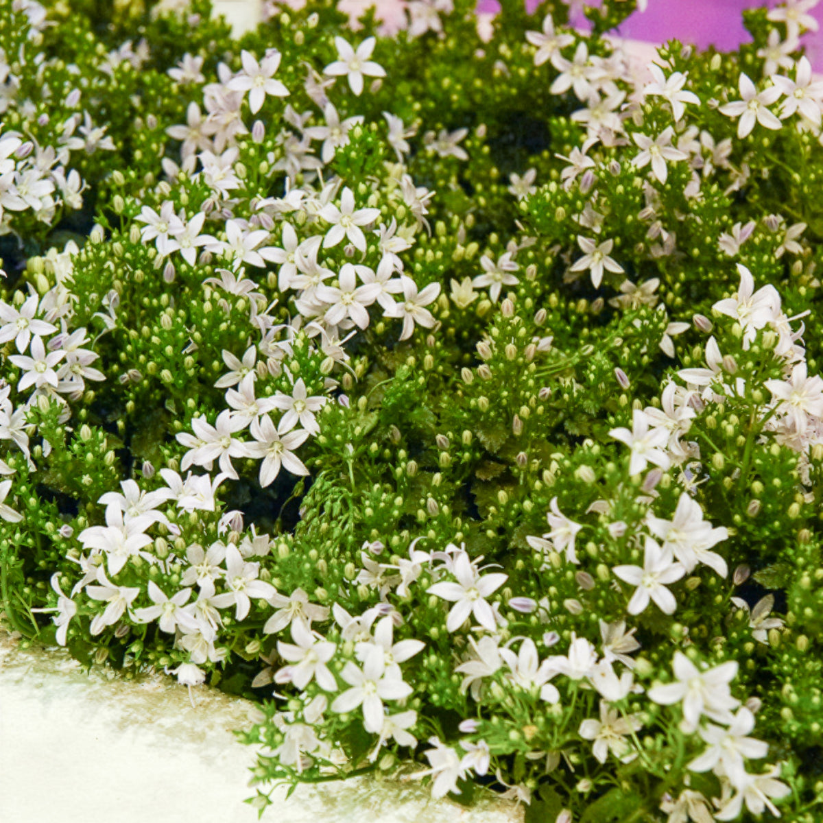 Campanule portens blanc - Willemse