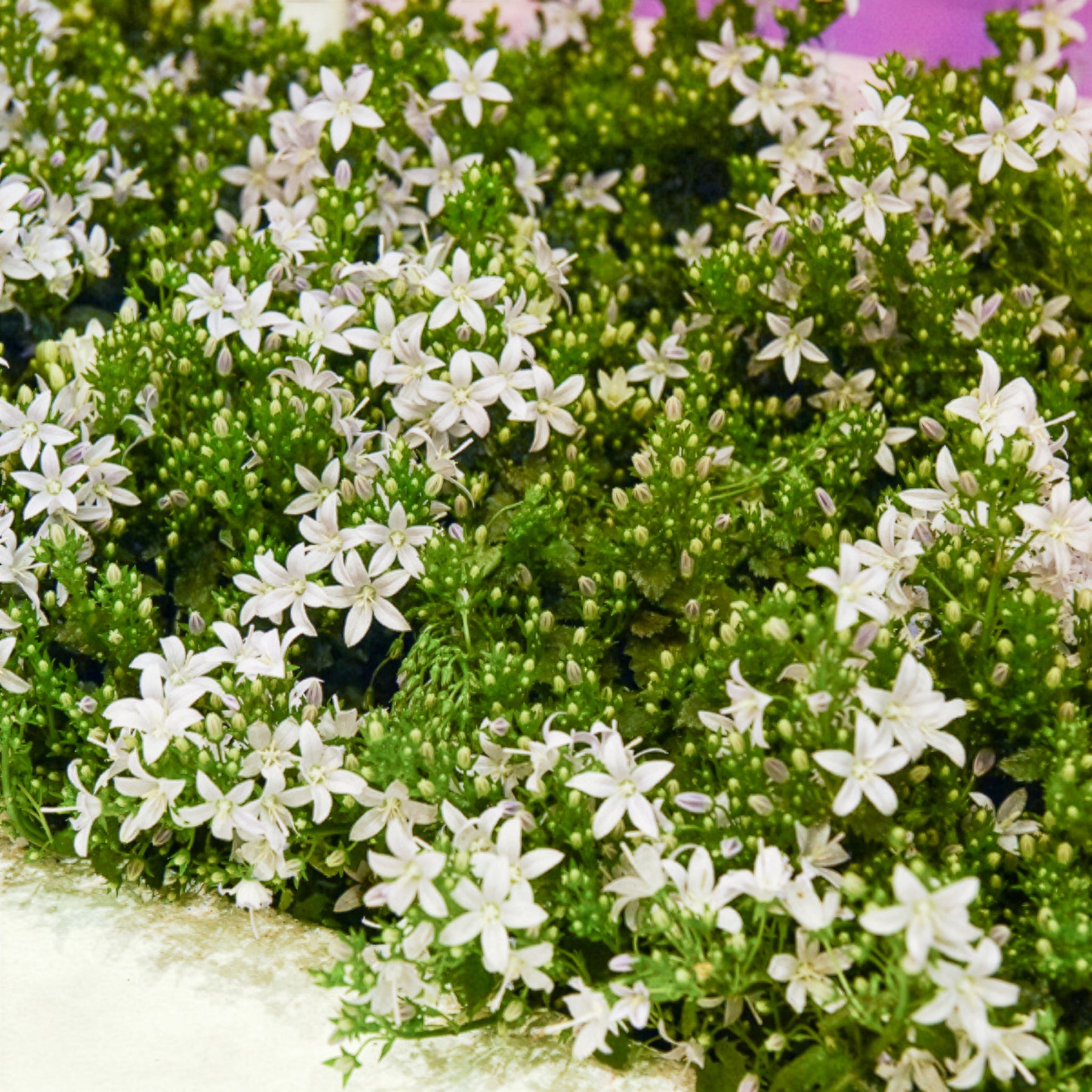 Campanule portens blanc - Willemse