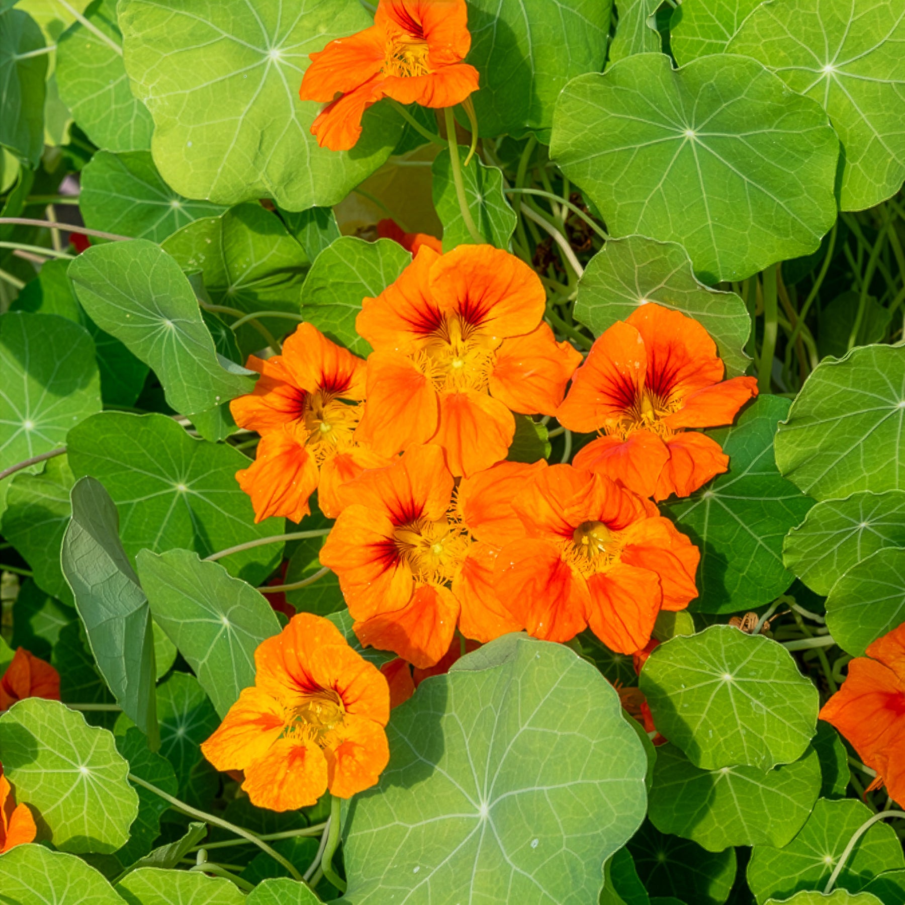 Capucine orange - Willemse