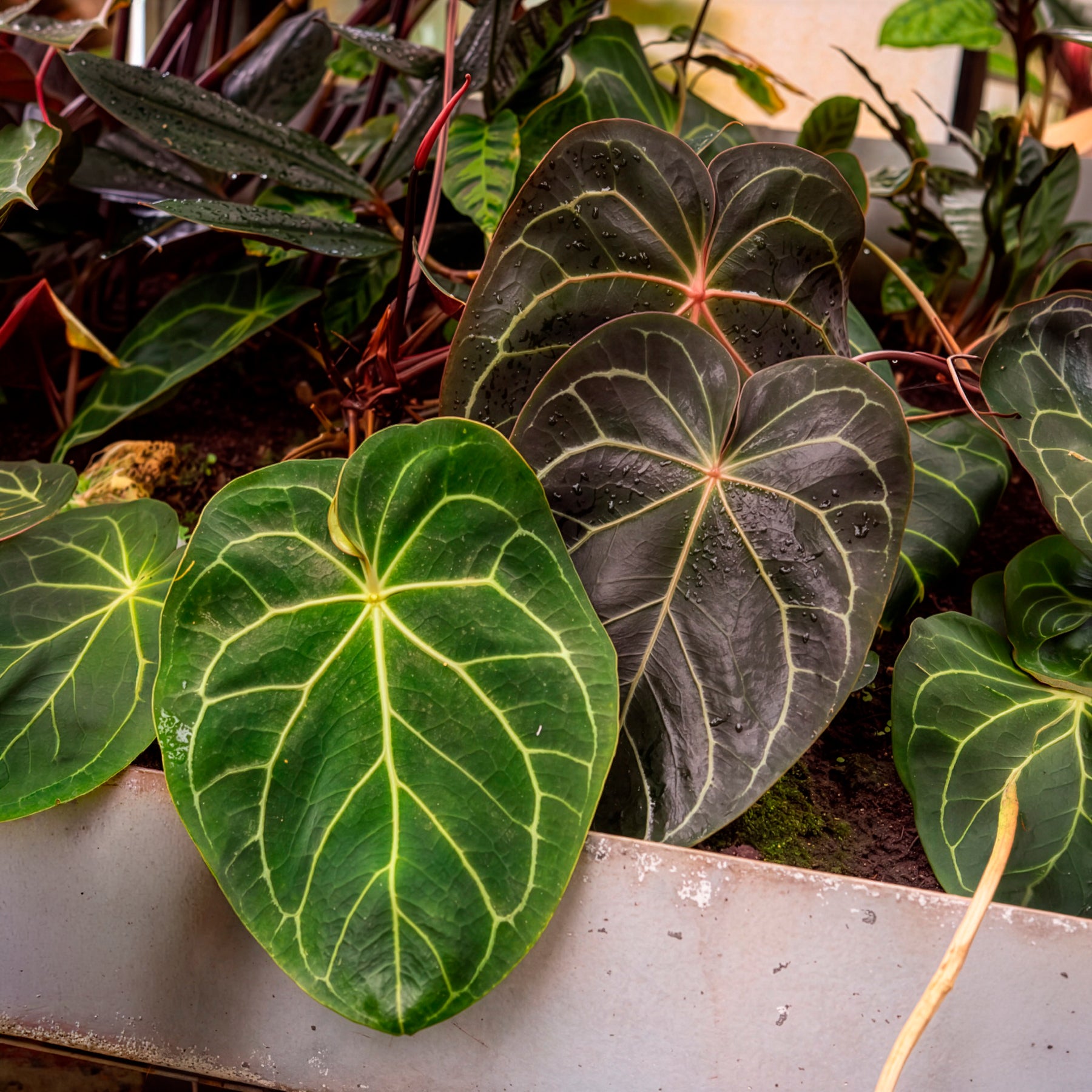 Anthurium Crystallinum