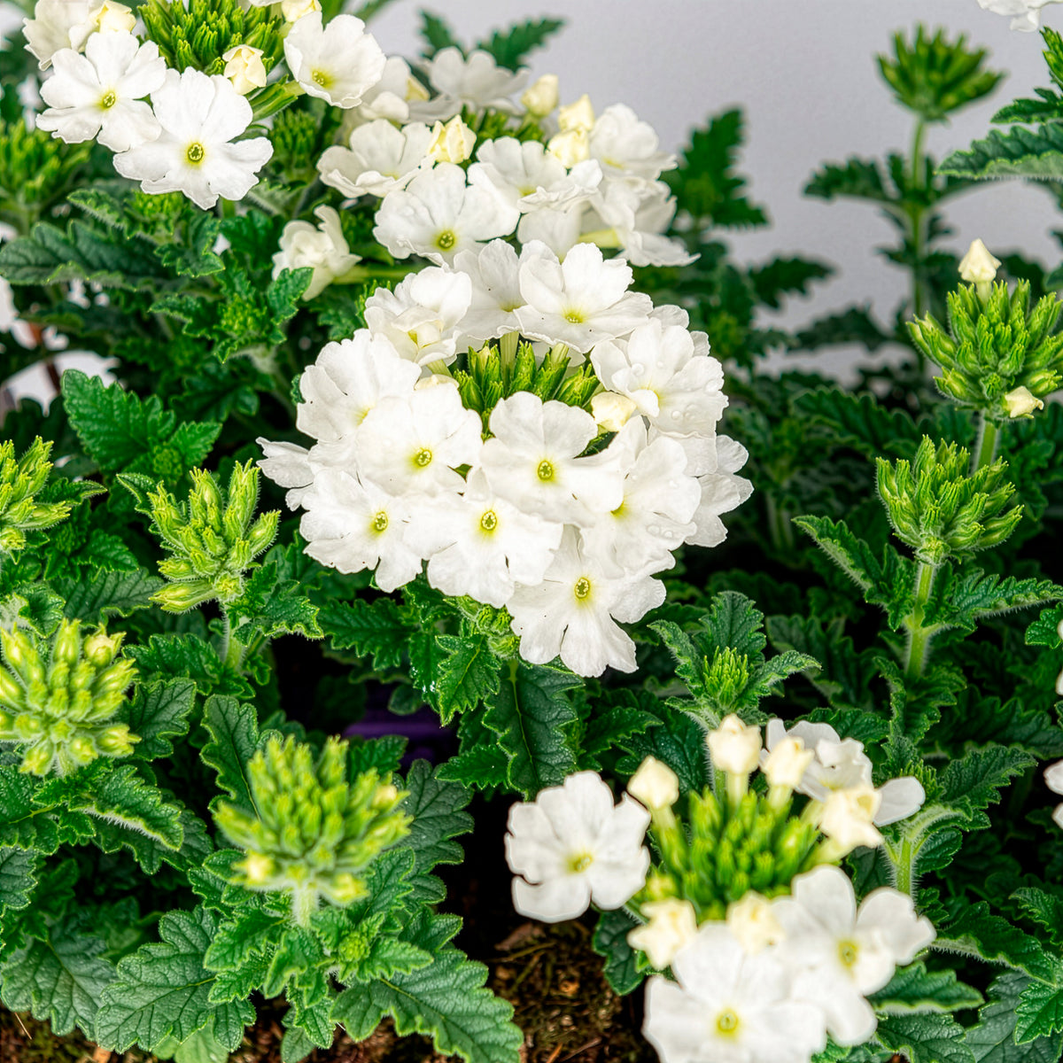 Verveine Blanche - Willemse