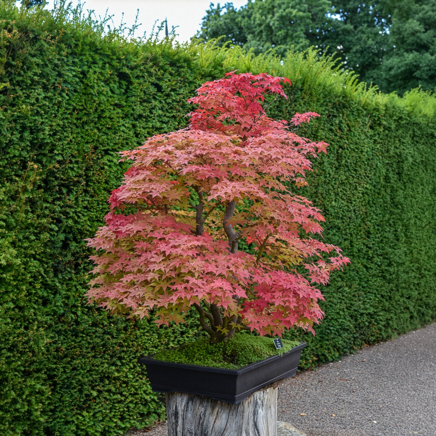 Acer palmatum Deshojo - Érable du Japon Deshojo - Erable du Japon