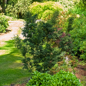 Vente Érable du Japon Shishigashira - Acer palmatum Shishigashira