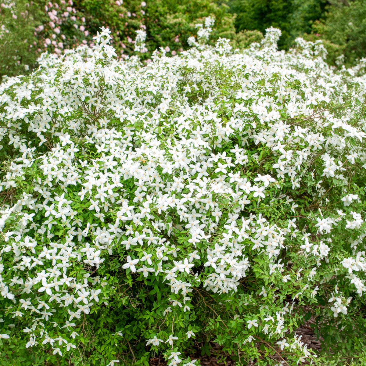 Seringat Silberregen - Philadelphus Silberregen - Willemse