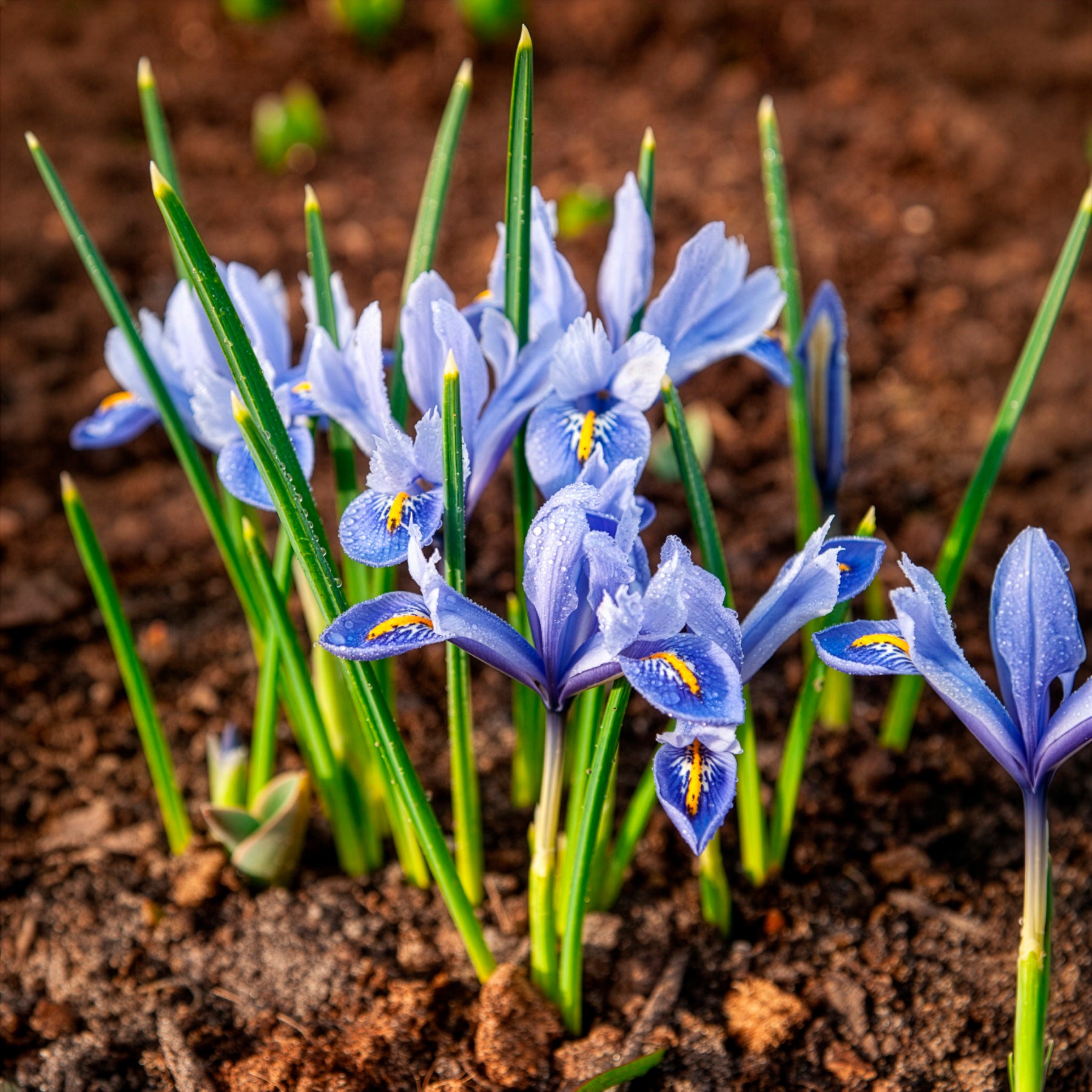 Bulbes à floraison printanière - 50 bulbes  mellifères jaunes et mauves - Crocus Firefly, Romance, Iris Alida, Narcissus Tête à tête