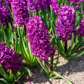 Vente 50 bulbes mellifères mauves et blancs  - Crocus Flower Record, Muscari ameniacum, Iris Purple Hill, Hyacinth Woodstock, Scilla siberica alba