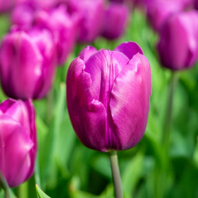 Bulbes de printemps pour massif arc-en-ciel  - Narcissus, Tulipa Purple Priince, Van Eijk, Apeldoorn's Elite - Willemse