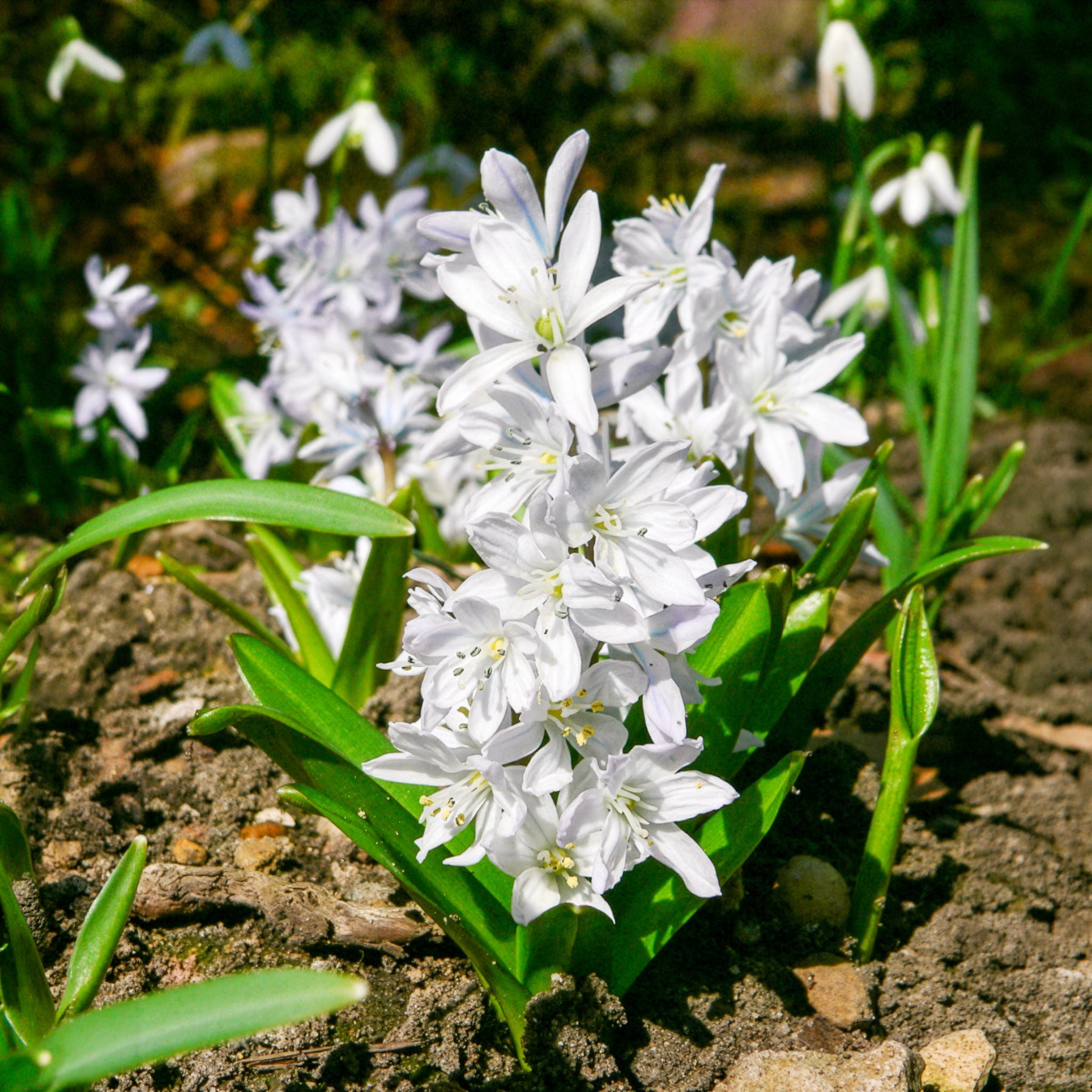 Narcissus Ice Follies, Pusckina alba, Tulipa Apeldoorn, Exotic Emperor, Seadov - Bulbes de printemps pour massif rouge et blanc  - Bulbes à floraison printanière