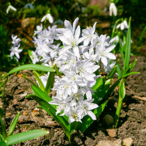 Narcissus Ice Follies, Pusckina alba, Tulipa Apeldoorn, Exotic Emperor, Seadov - Bulbes de printemps pour massif rouge et blanc  - Bulbes à floraison printanière