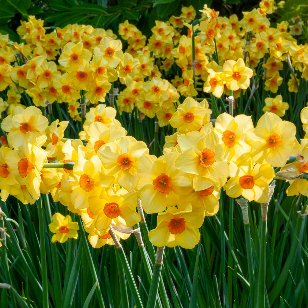 Bulbes de printemps pour massif jaune et orange  - Tulipa Orange Breeze, Blushing Apeldorn, Appeldorn's Elite, Narcissus Martinette - Willemse
