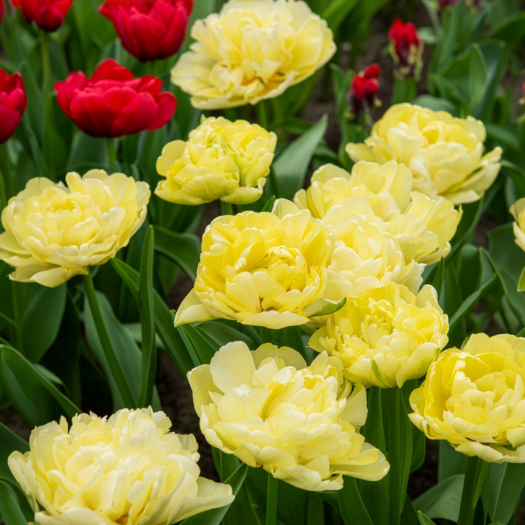 Tulipa Avant-garde - Tulipe double hâtive Avant-garde  - 