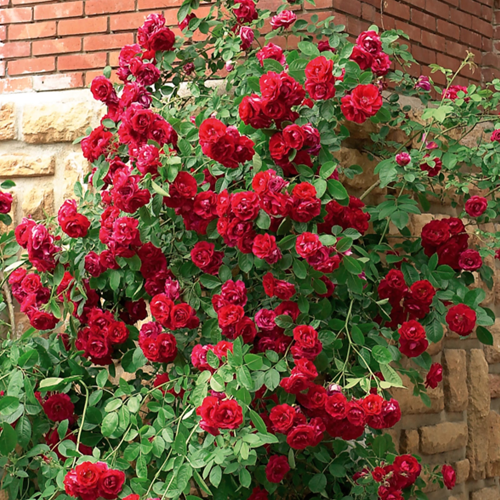 Rosier grimpant rouge - Rosa