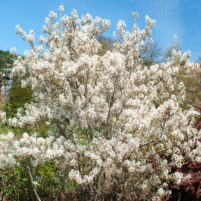 Cotoneaster franchetii, Amelanchier lamarckii, Euonymus europaeus, Symphoricarpos doorenbosii - Collection Haie aux oiseaux - Collections d'arbustes