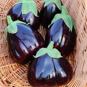 Aubergine Black Beauty - Solanum melongena black beauty - Graines de fruits et légumes