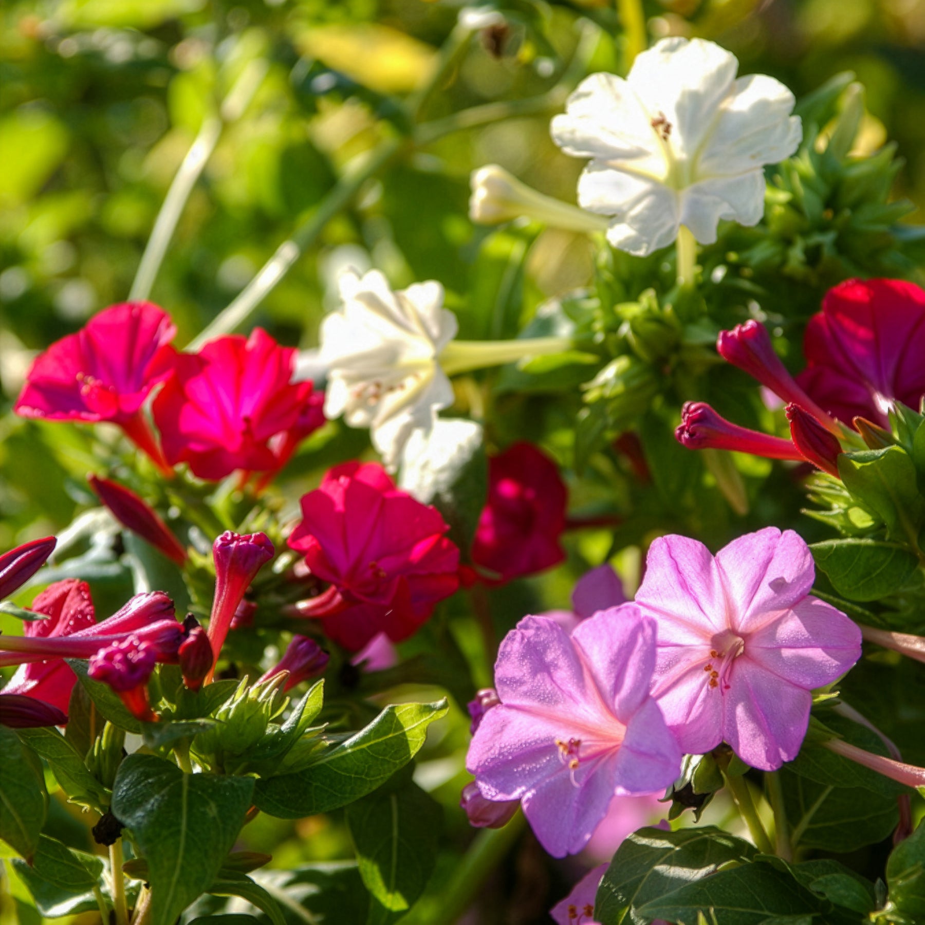 Mirabilis jalapa - 6 Belle-de-nuit en mélange - Bulbes à floraison estivale