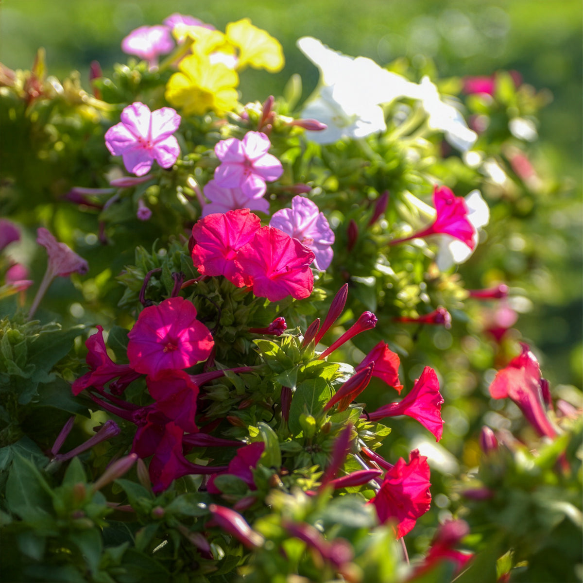 6 Belle-de-nuit en mélange - Mirabilis jalapa - Willemse