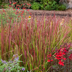 Vente Graminées - Imperatas Red Baron