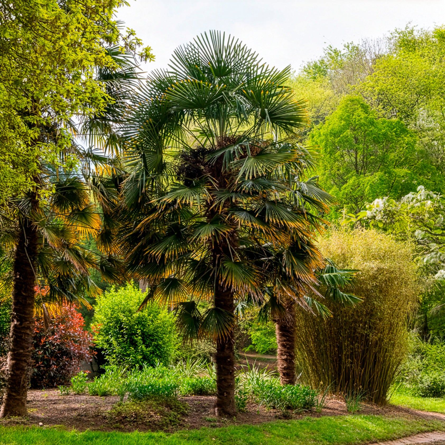 Palmier - Palmier de Chine - Trachycarpus fortunei