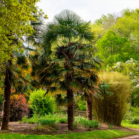 Palmier - Palmier de Chine - Trachycarpus fortunei