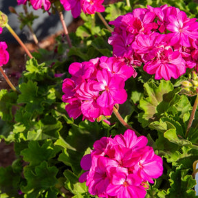 Géranium de balcon - Collection de 6 Géraniums : rouges, blancs, Dark Lilac - Pelargonium zonale