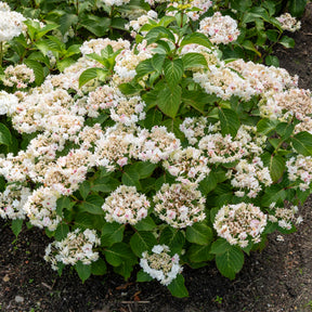 Hortensia Doppio Bianco - Hydrangea Doppio Bianco - Willemse
