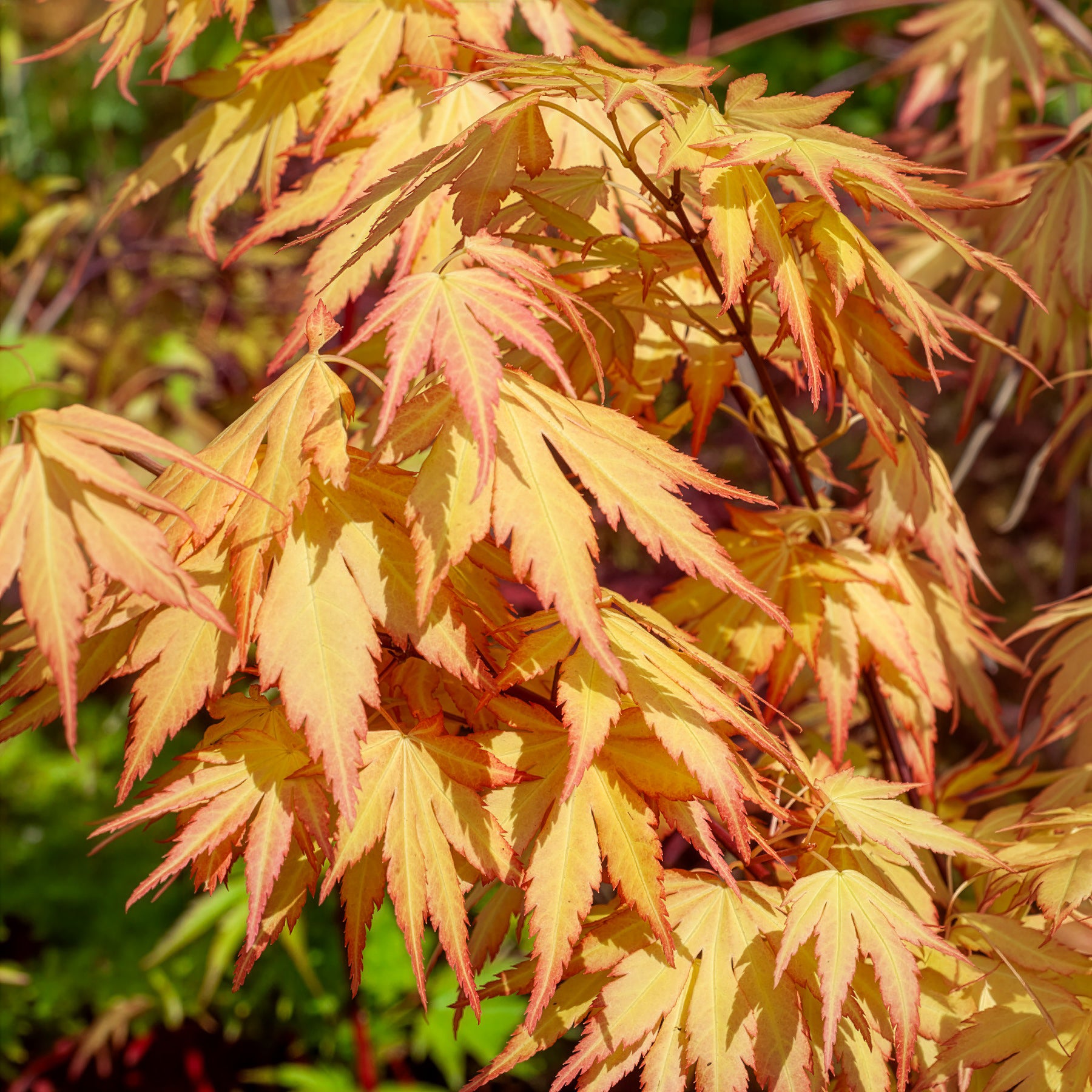Vente Acer palmatum orange dream - Erable du Japon Rêve orange