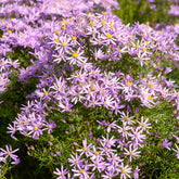 Aster nain à feuilles de sedum - Willemse