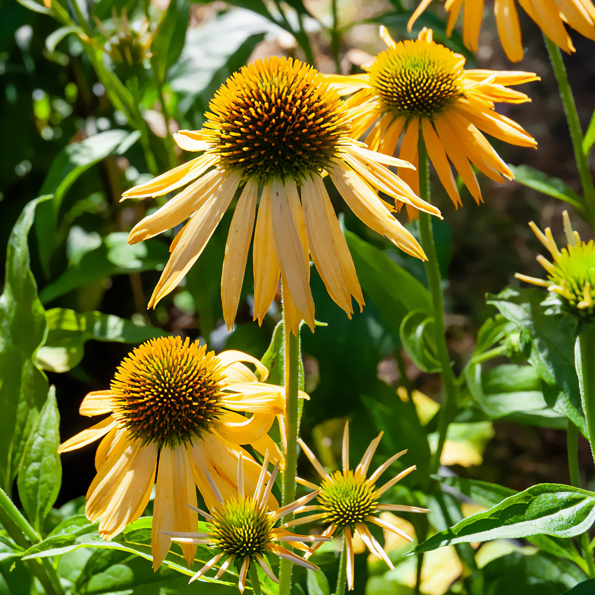 Rudbeckia pourpre Harvest Moon - Echinacea - Willemse