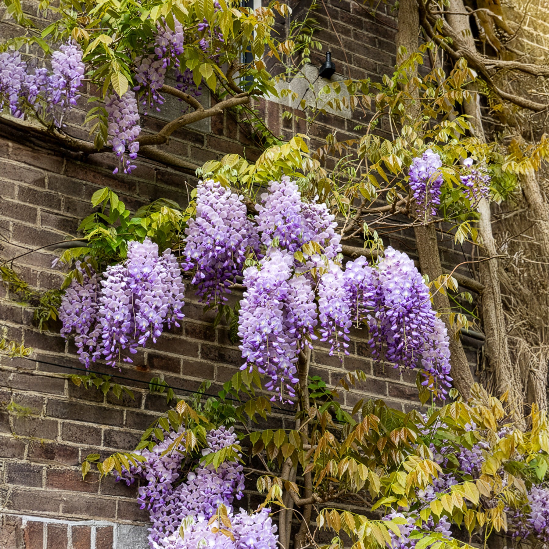 Wisteria sinensis Prolific - Glycine de Chine Prolific - Glycines