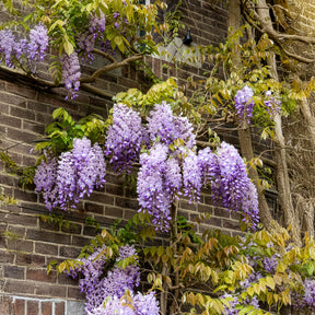 Wisteria sinensis Prolific - Glycine de Chine Prolific - Glycines