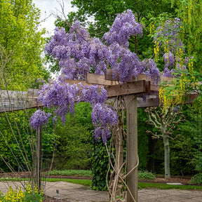 Glycine de Chine Prolific - Wisteria sinensis Prolific - Willemse