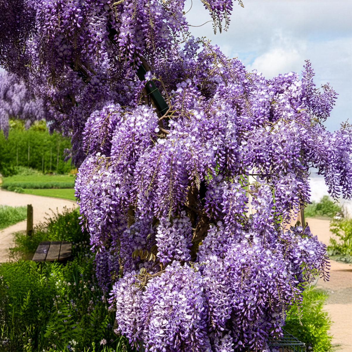 Glycine de Chine Prolific - Willemse
