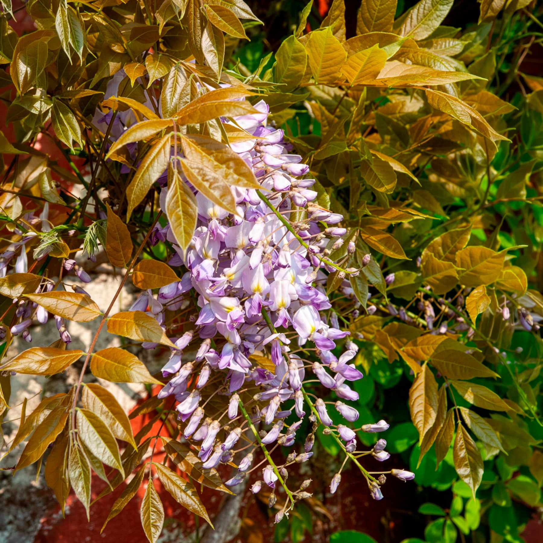 Glycine de Chine Caroline