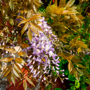 Glycine de Chine Caroline