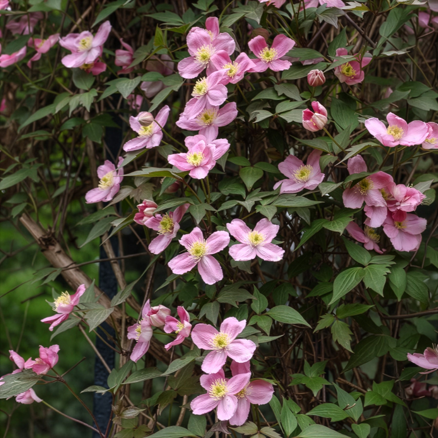 Clematis montana Rubens - Clématite montana Rubens - Clématites