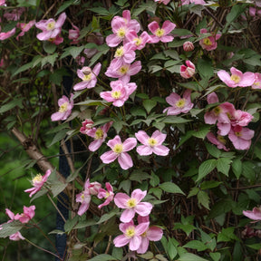Clematis montana Rubens - Clématite montana Rubens - Clématites