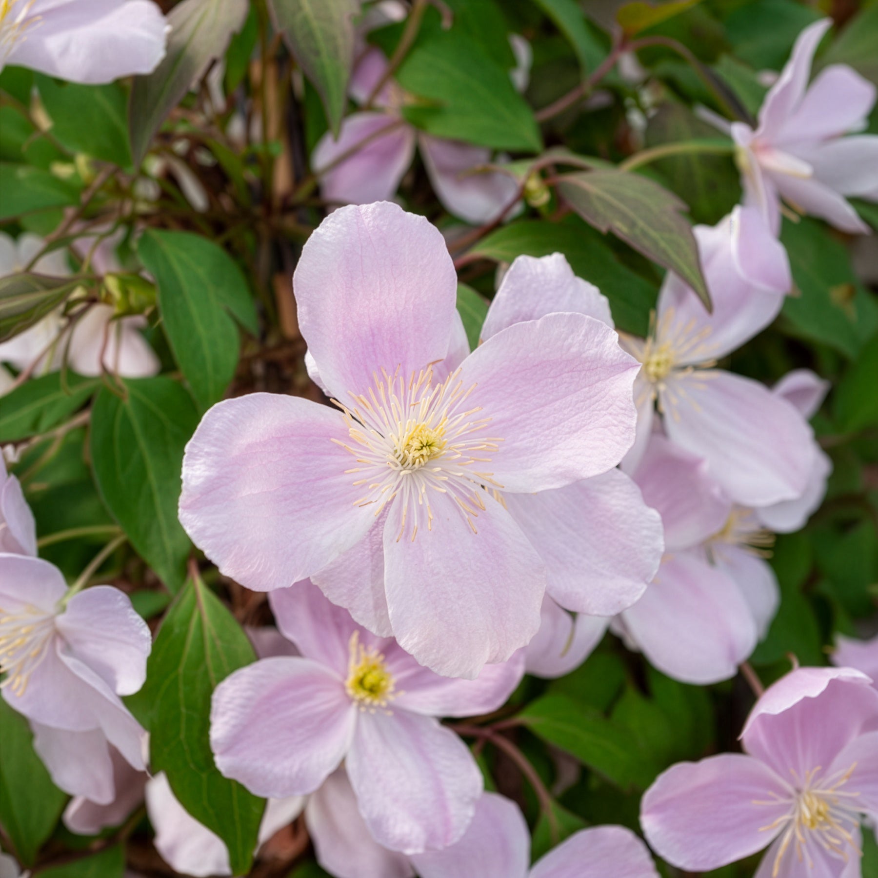 Clématites - Clématite montana Rubens - Clematis montana Rubens