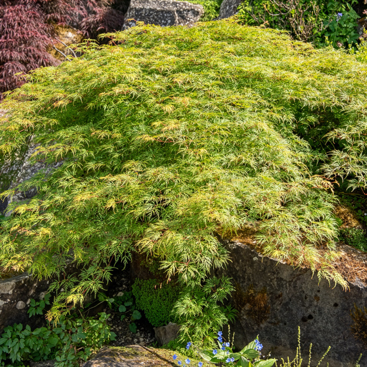 Erable du Japon Emerald Lace - Willemse