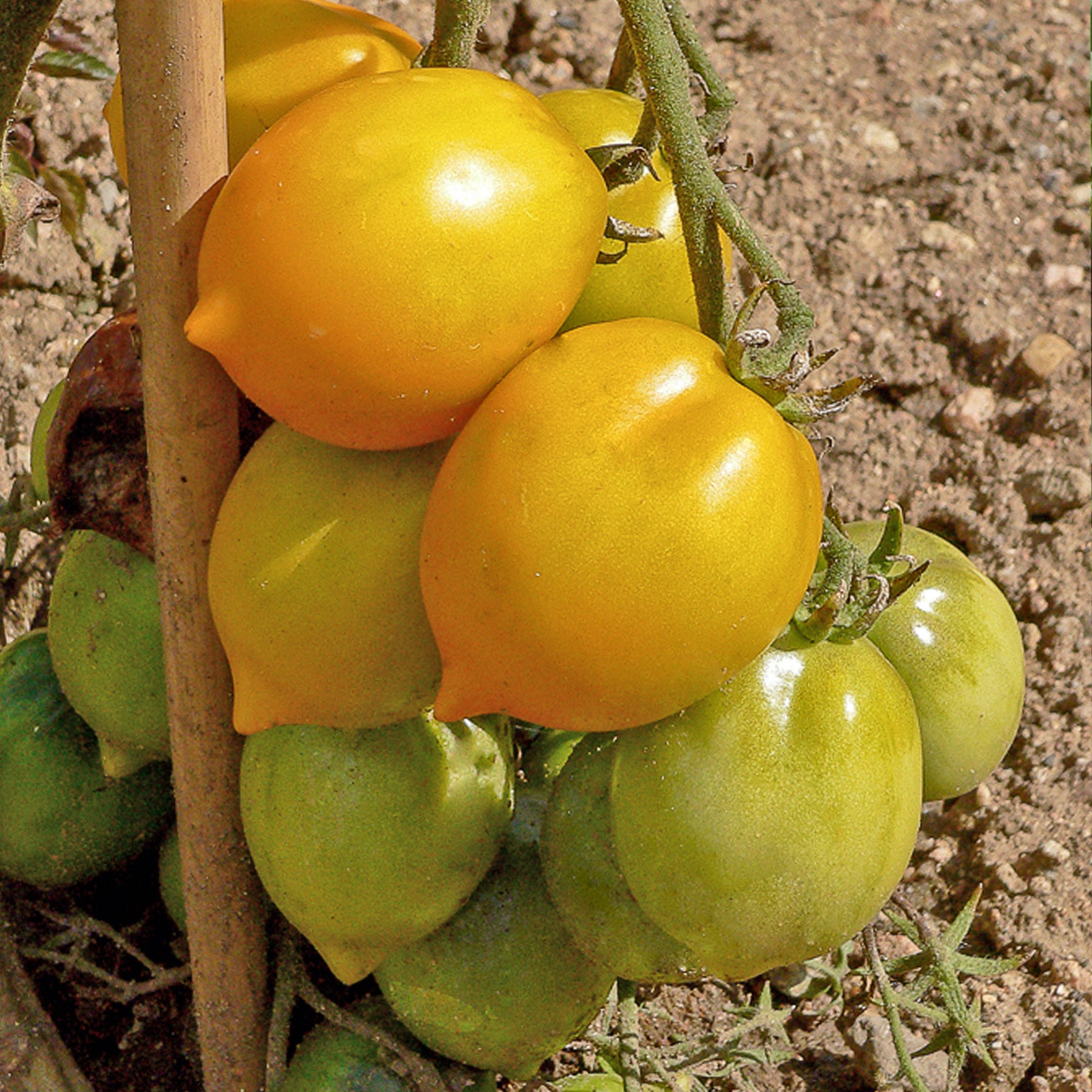 Solanum lycopersicum lemon tree - Tomate citron - Lemon Tree - Tomates