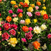 20 Tulipes doubles Murillo en mélange