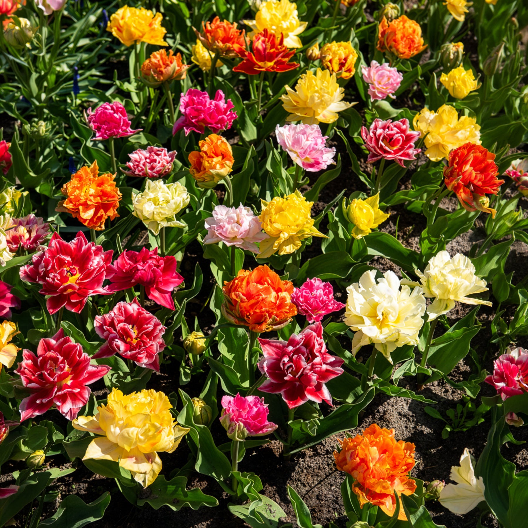 20 Tulipes doubles Murillo en mélange