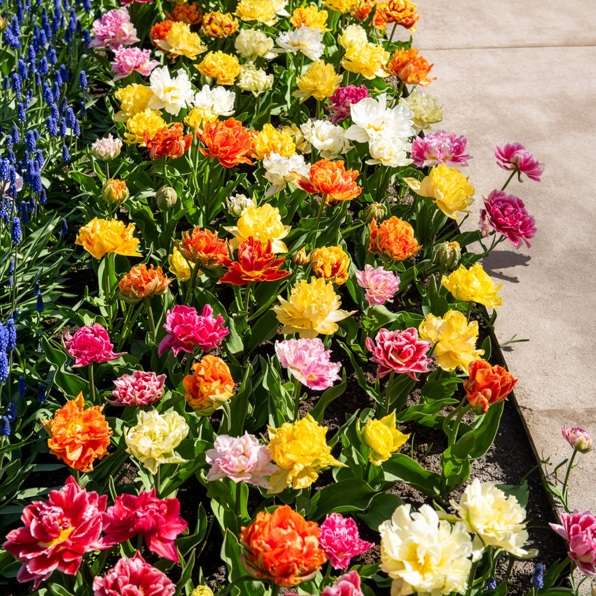 20 Tulipes doubles Murillo en mélange