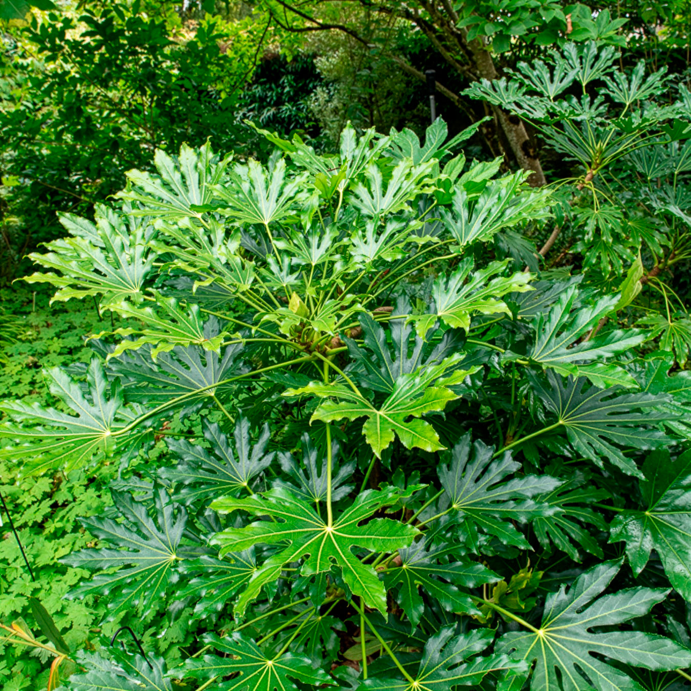 Vente Fatsia du Japon - Fatsia japonica