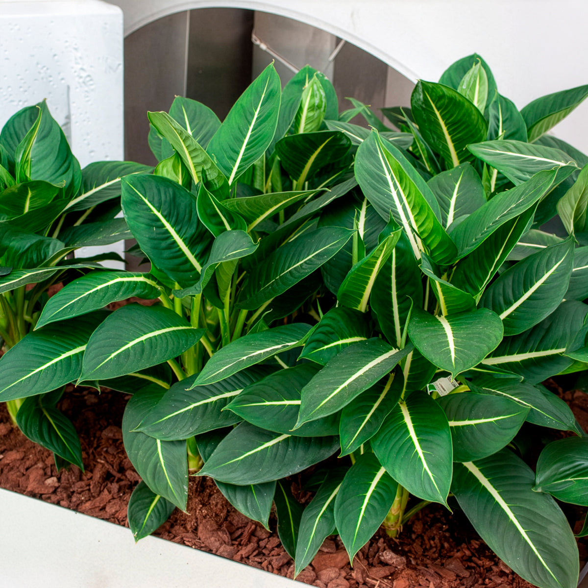 Dieffenbachia Green Magic
