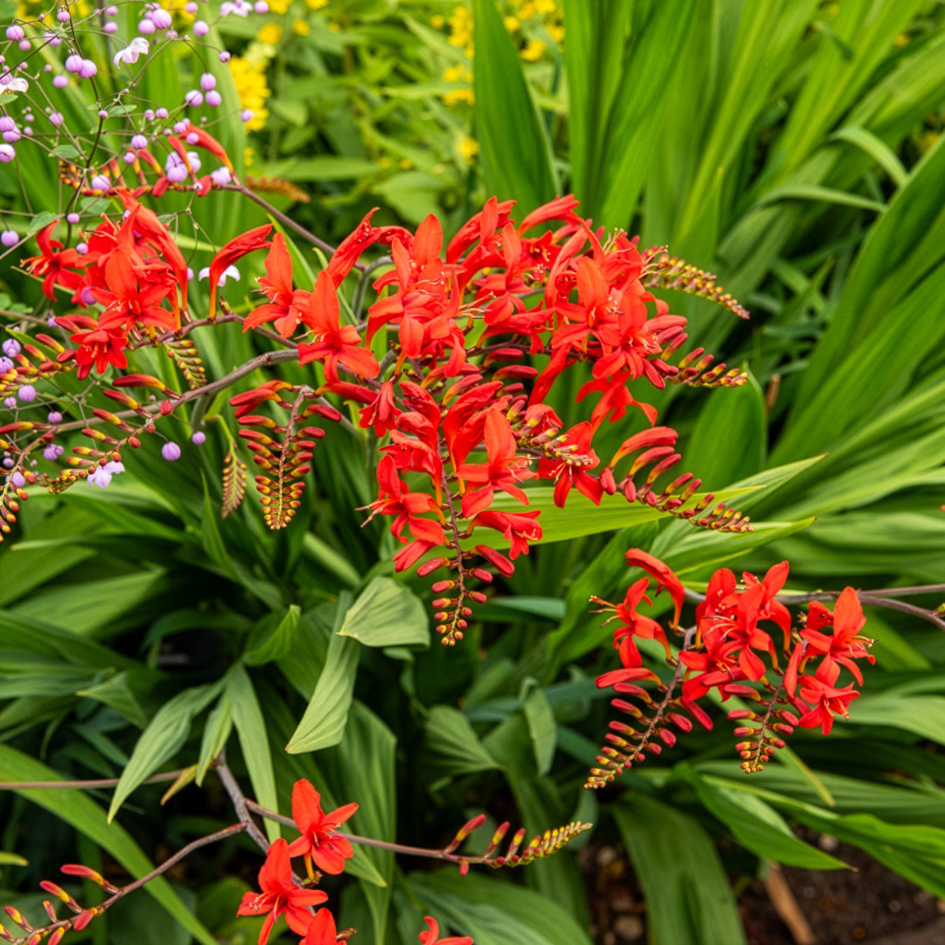 15 Crocosmias rouges - Crocosmia - Willemse